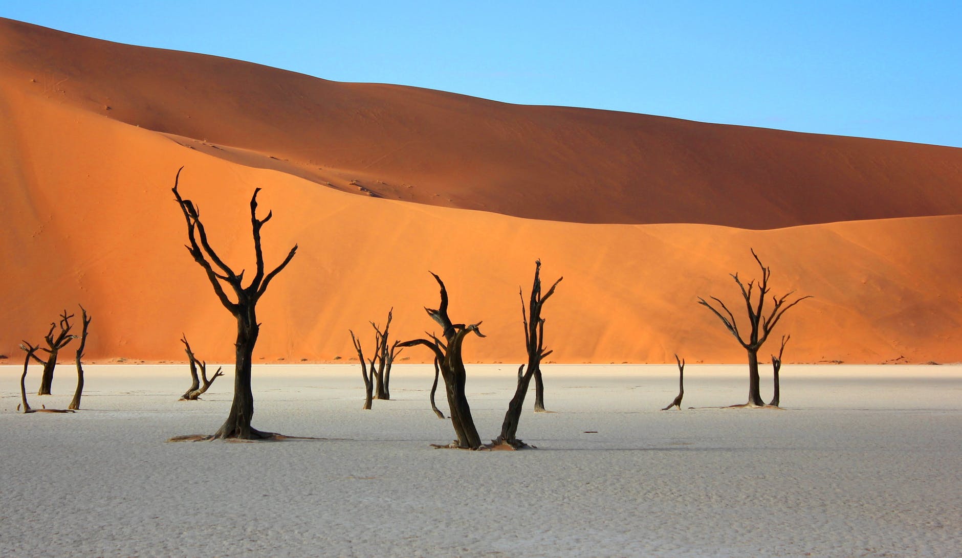 bare trees in desert